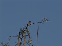 White cheeked bulbul